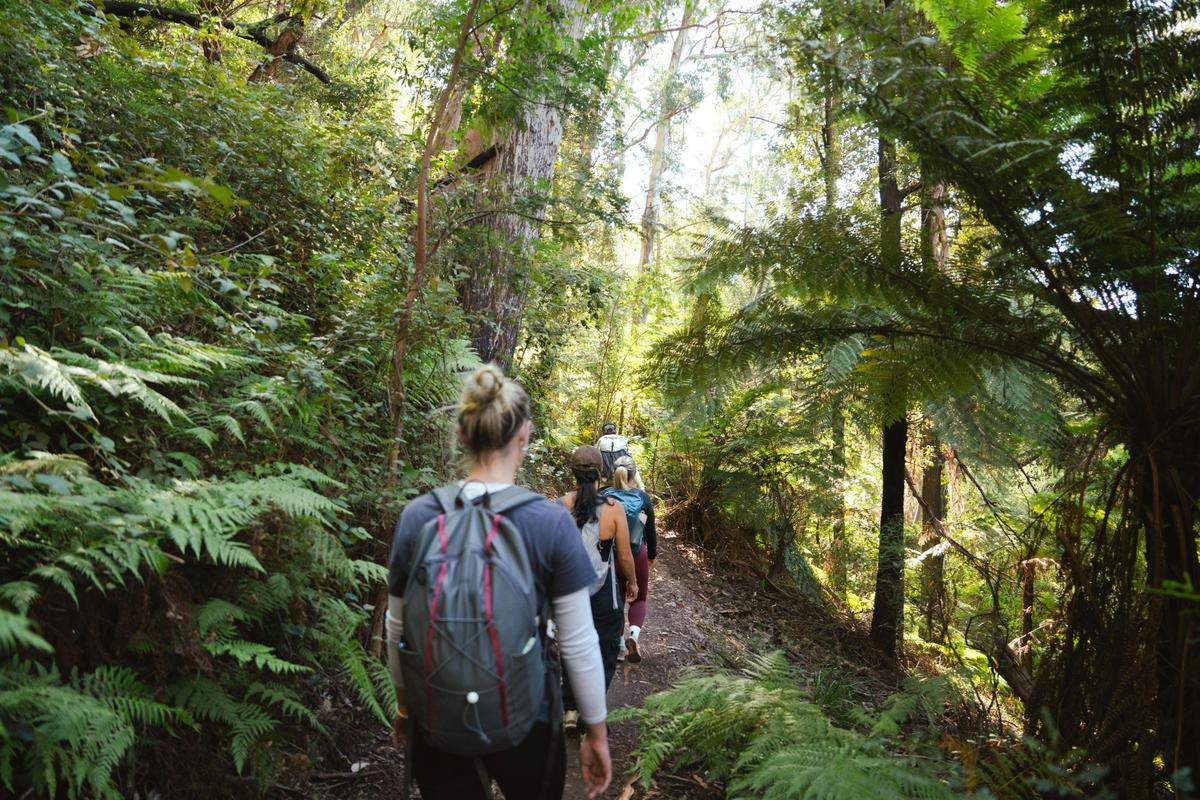 Blue Mountains Bushwalk