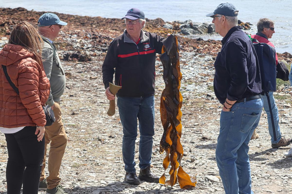 Kelp Industry King Island