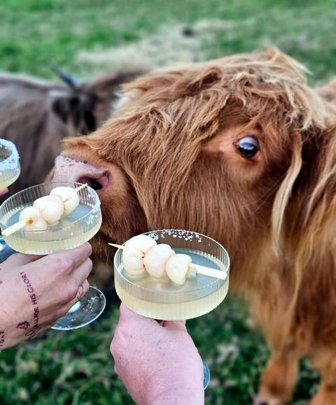 Coo's & Cocktails