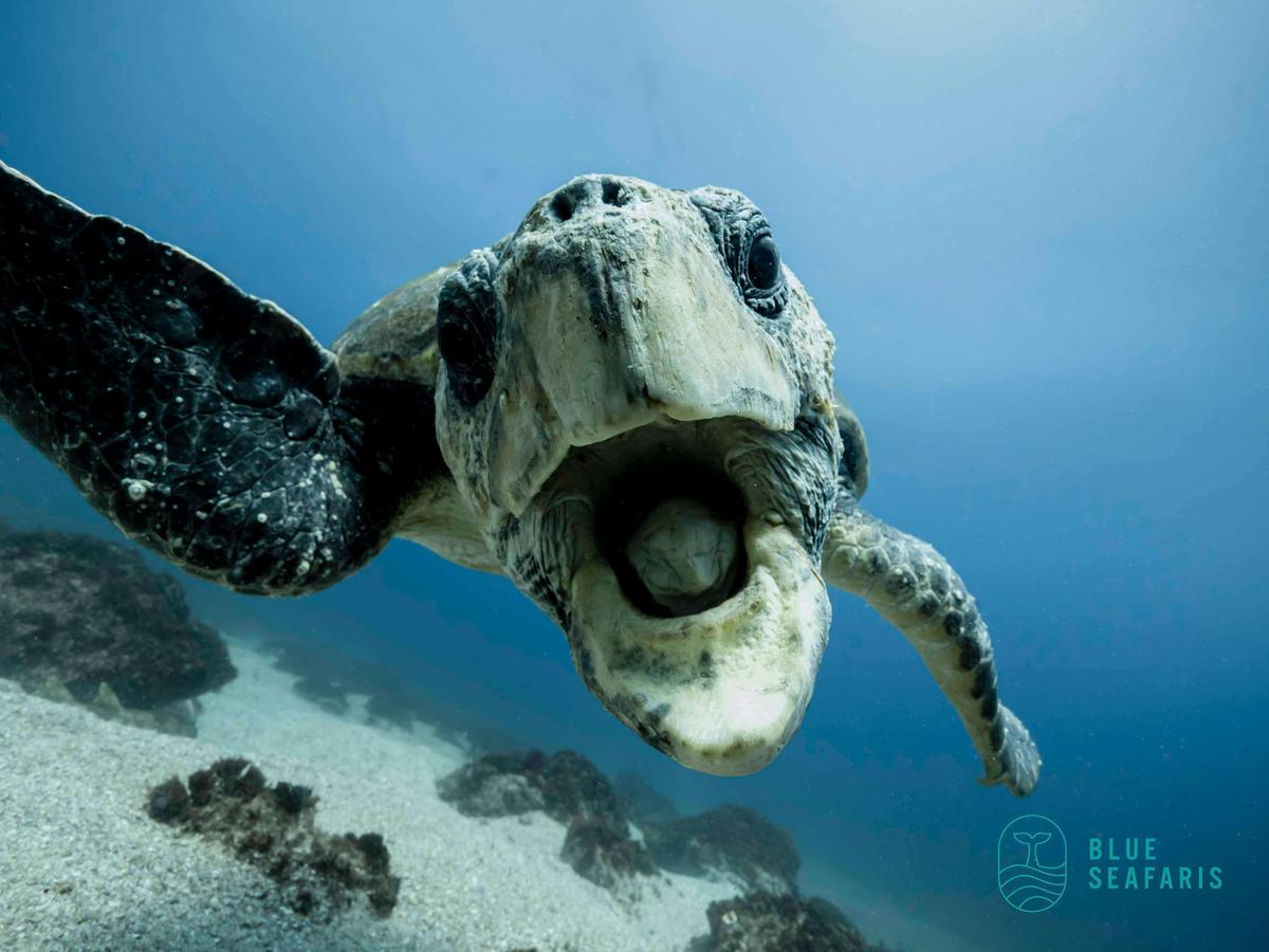 Snorkel in Byron Bay