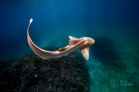 Snorkel in Byron Bay