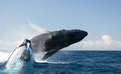 Whale watching Byron Bay
