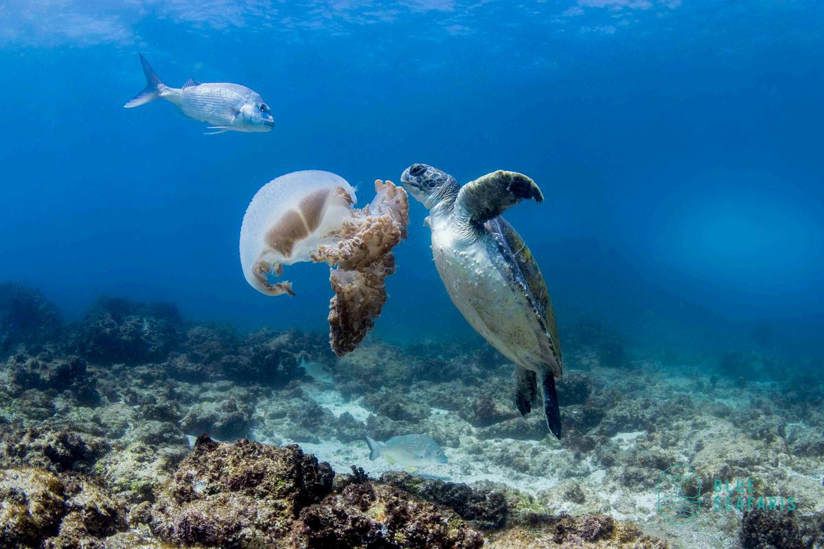 Snorkel in Byron Bay