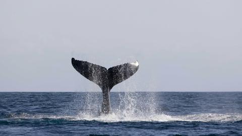 Whale watching Byron Bay