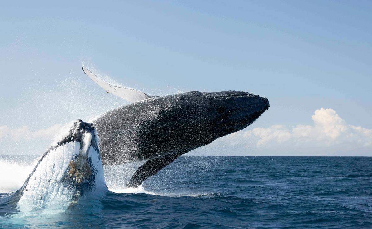 Whale watching Tweed Heads