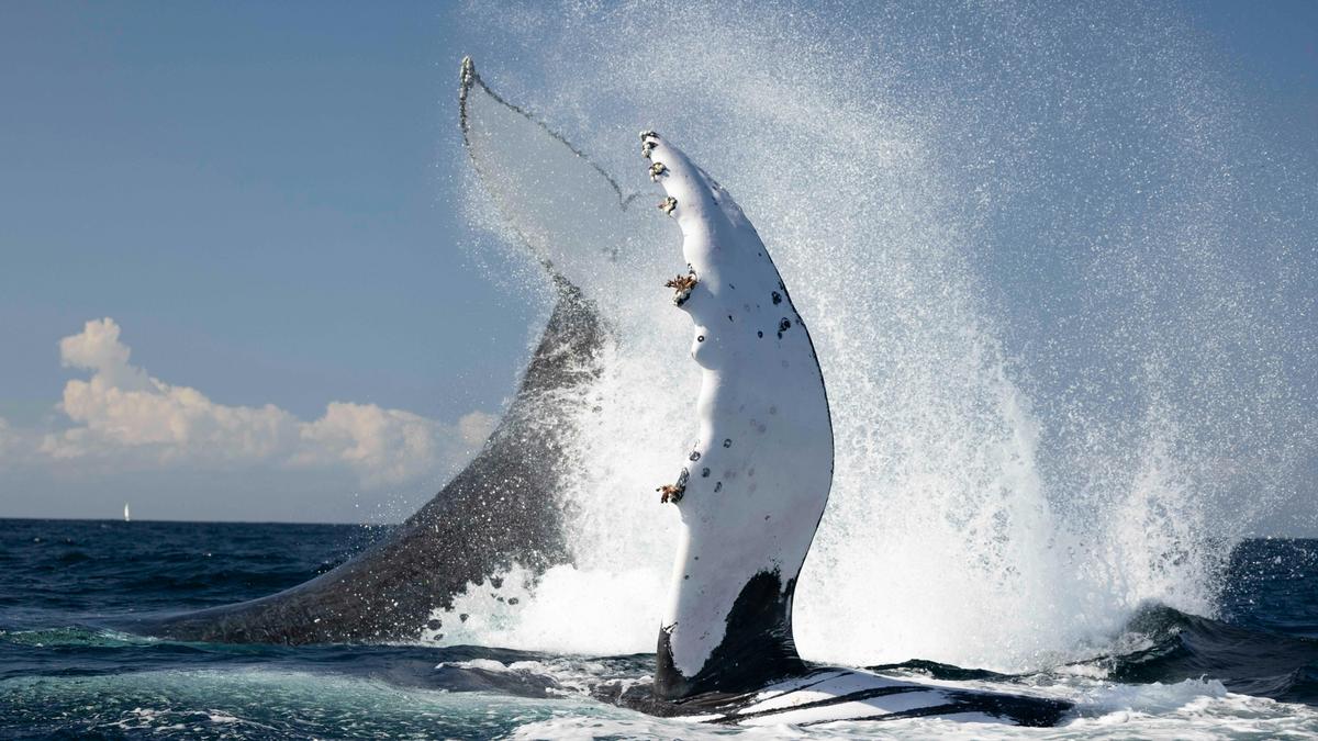 Whale watching Byron Bay