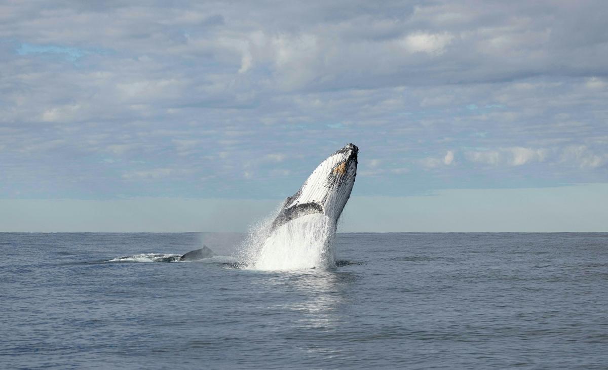 Whale watching Byron Bay