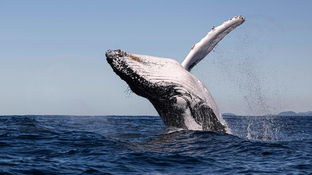 A lazy breach as a whale puts on a show for the Blue Seafaris whale watching tour on Byron Bay