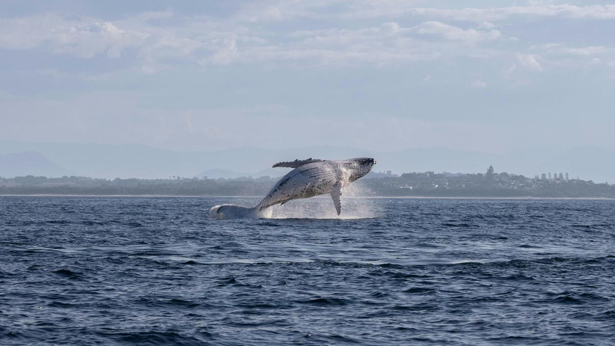 Whale watching Tweed Heads
