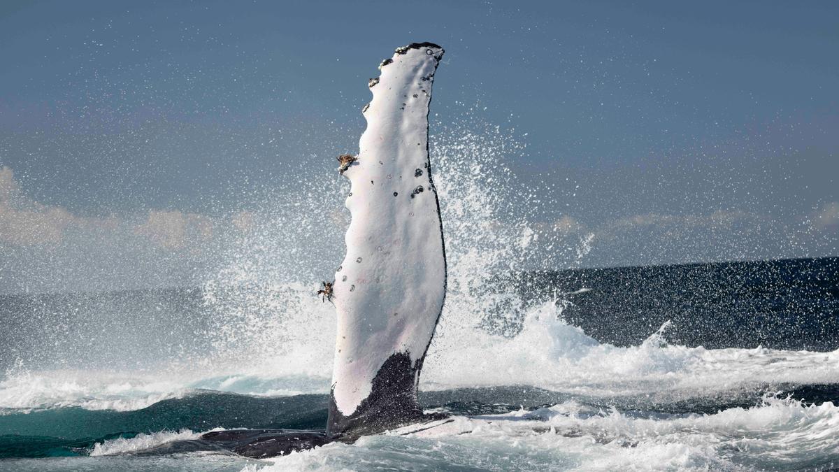 Humpback whales love to wave their enormous pectoral fins.