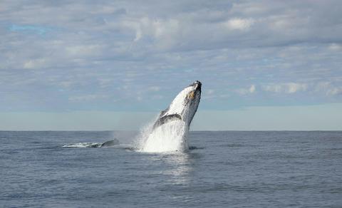Whale watching Tweed Heads