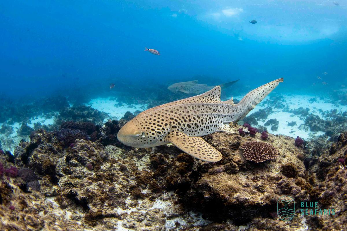 Snorkel in Byron Bay