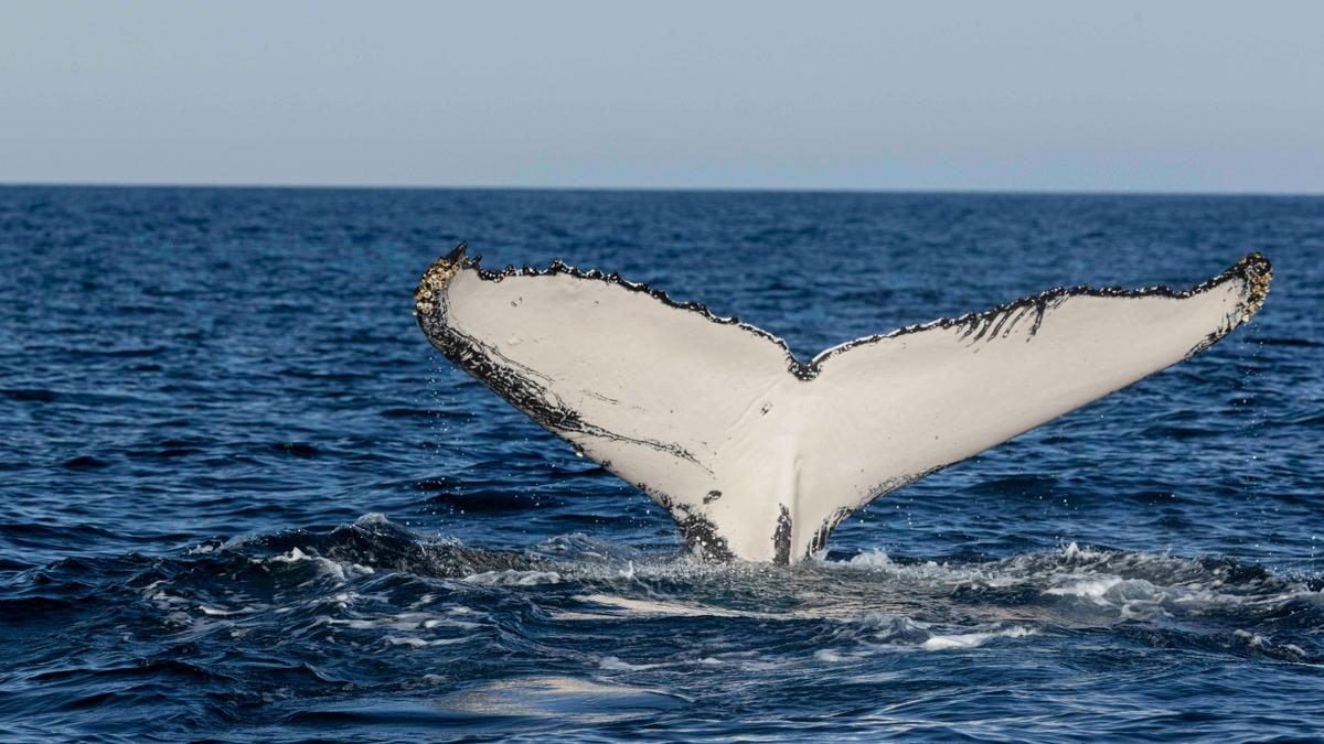 Whale tale or fluke lifs out of the water as the whale dives leaving the surface