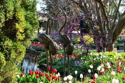 Tulip Time