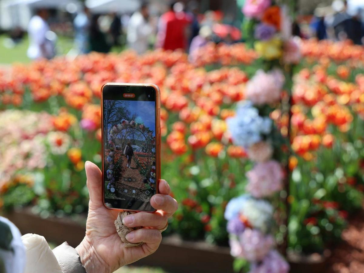 Tulip Time is Instafamous