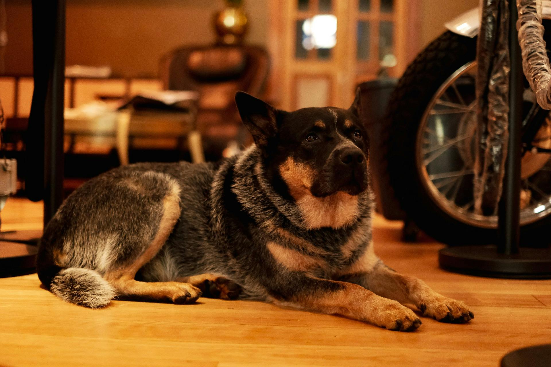 Buddy Macleays Mascot