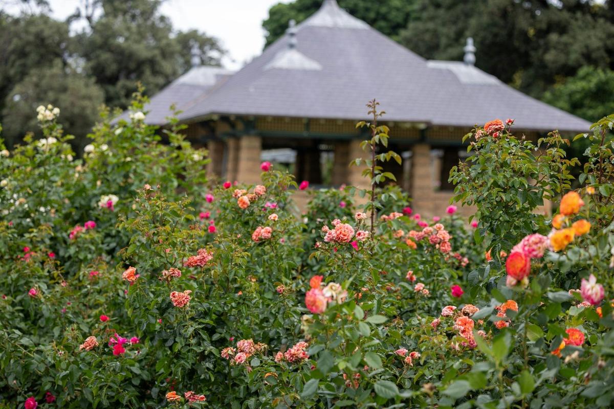 Experience the Palace Rose Garden between September and May for a stunning, colourful display.