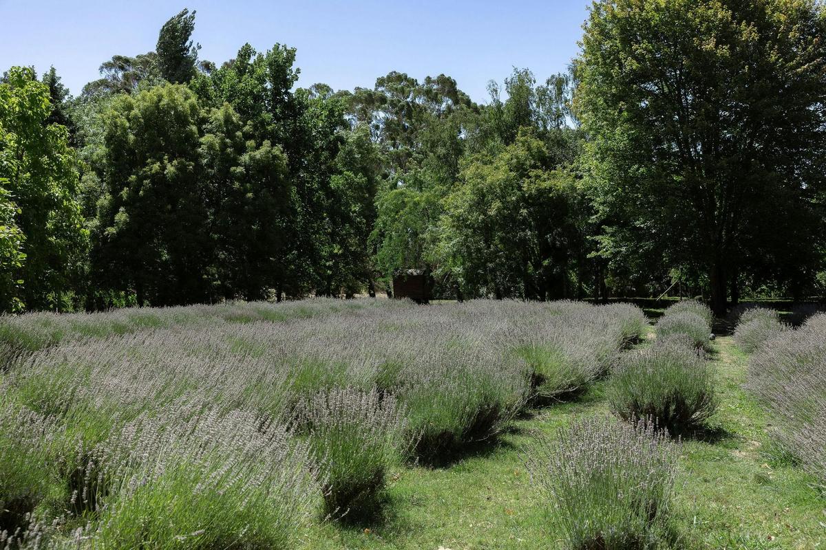 Lavandula Farm