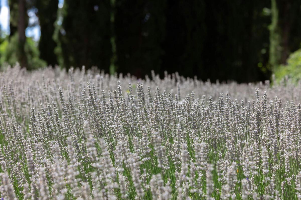 Lavandula Farm