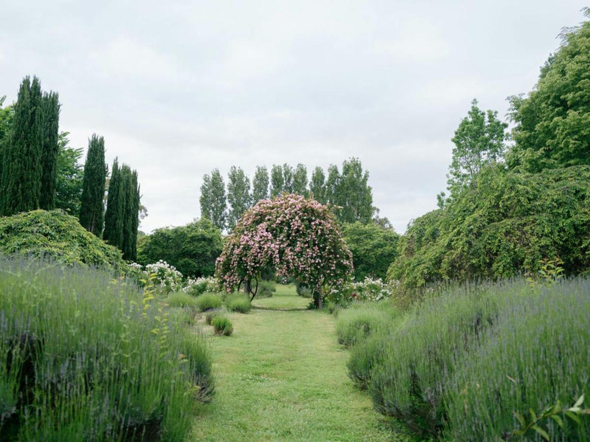 Lavandula Farm