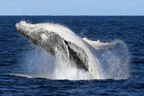 Whale Watching Tour