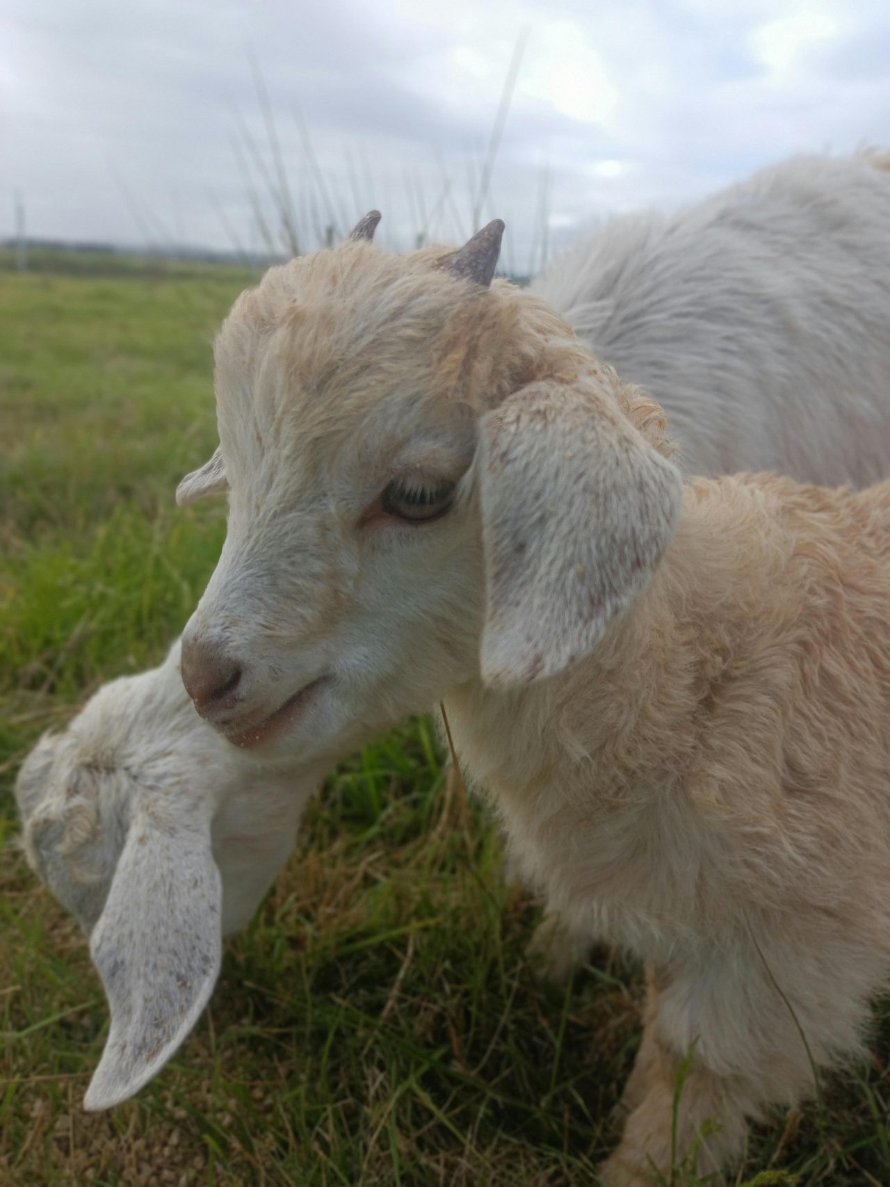 Brave the goat