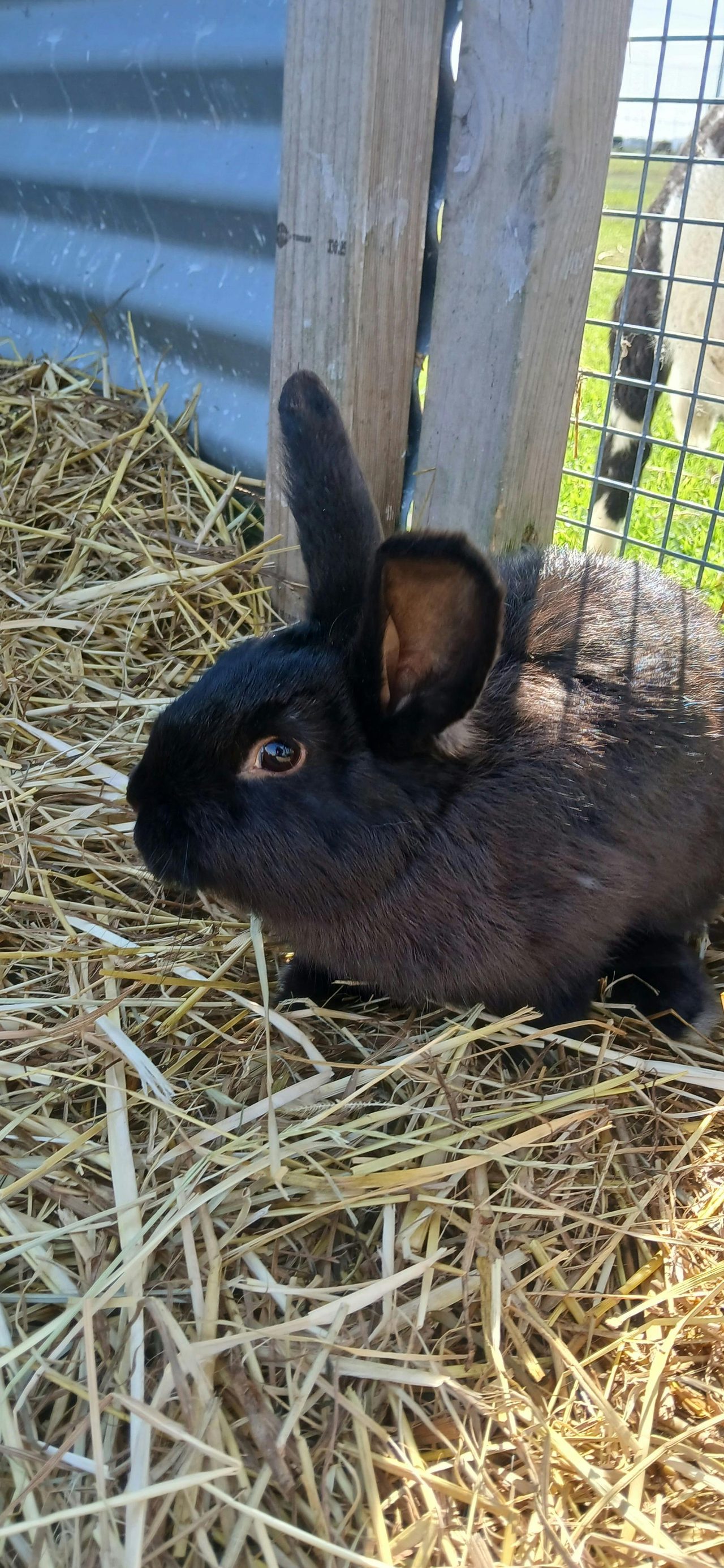 Rabbit