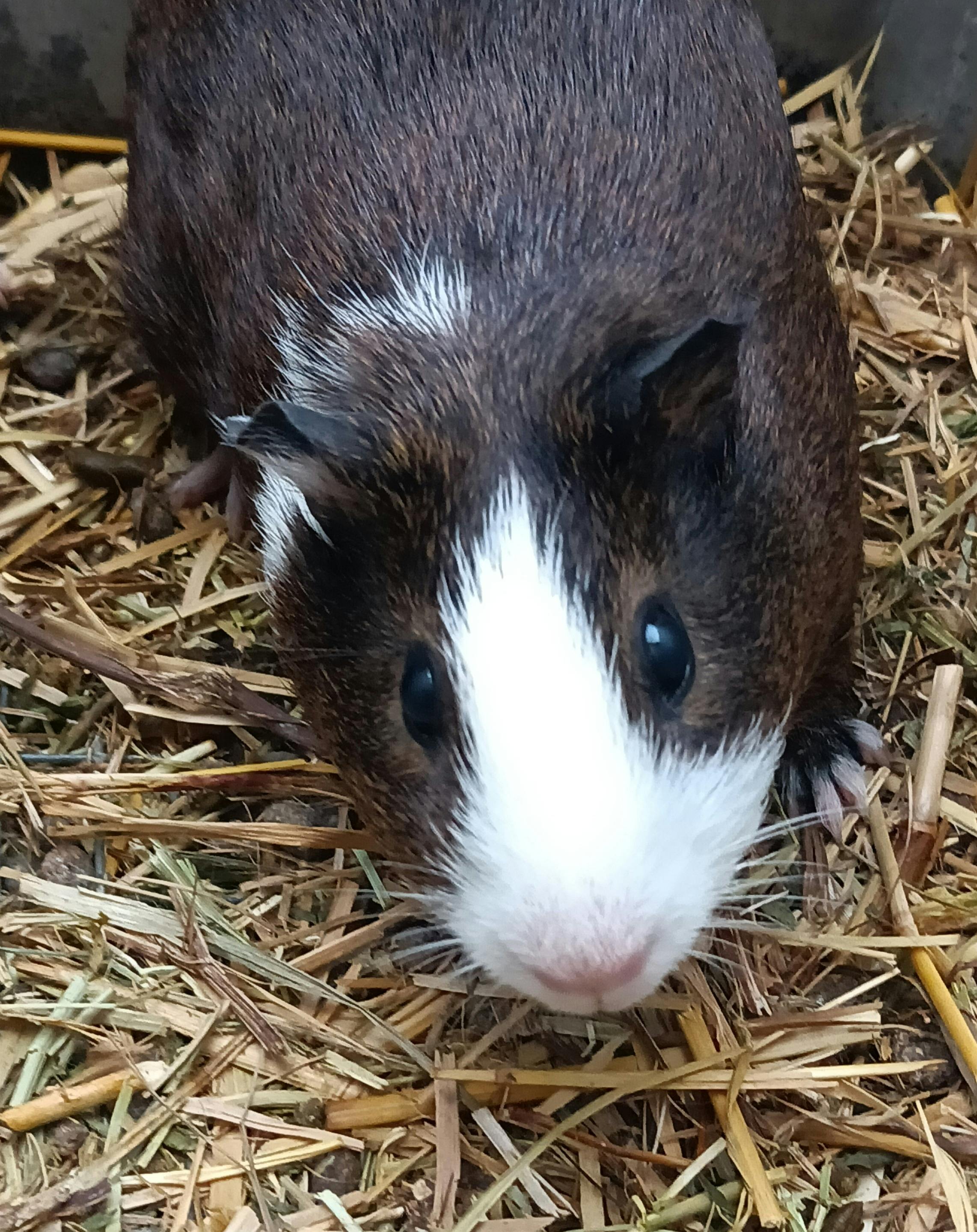 Guinea pig