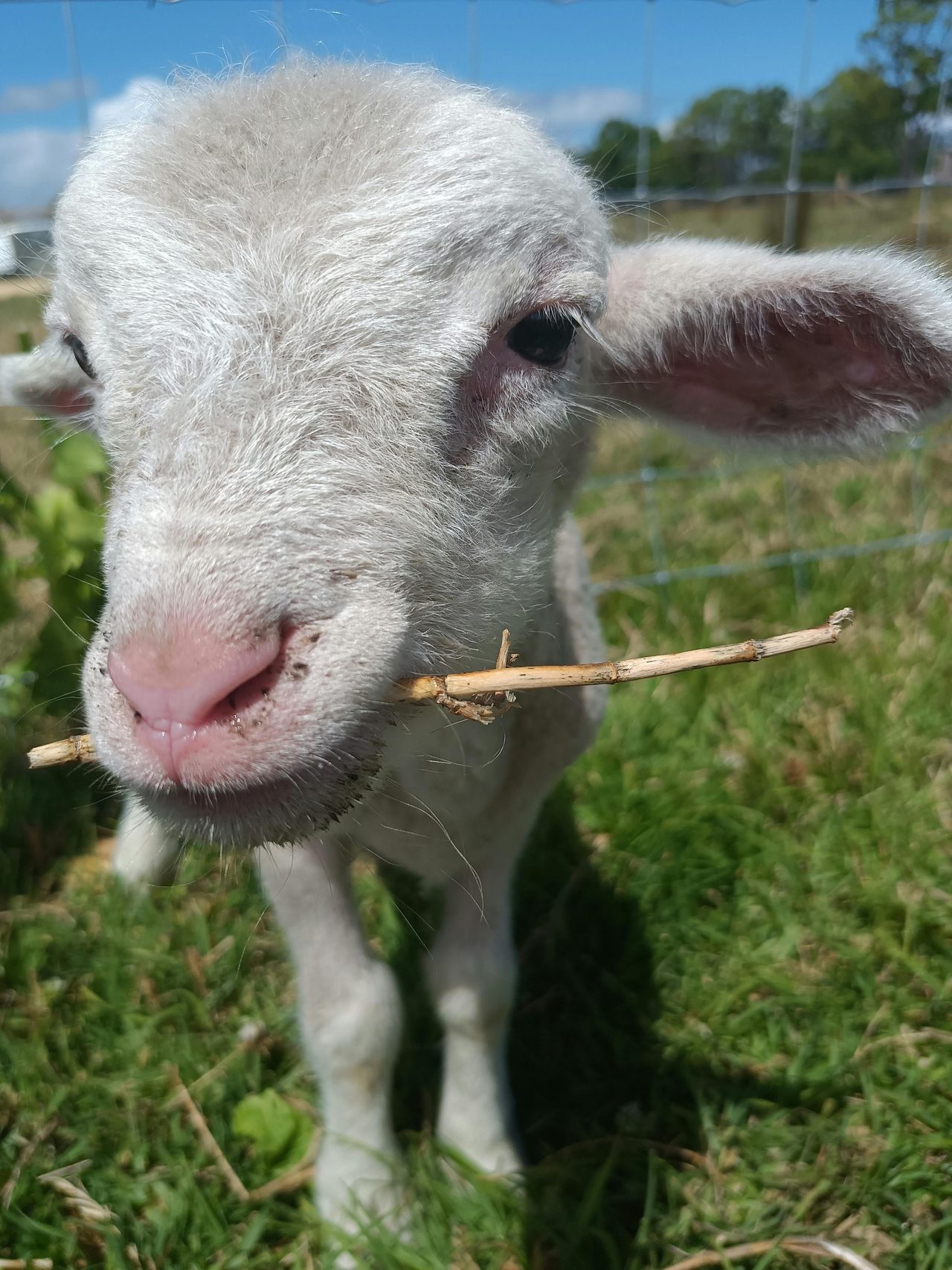Timmy the sheep