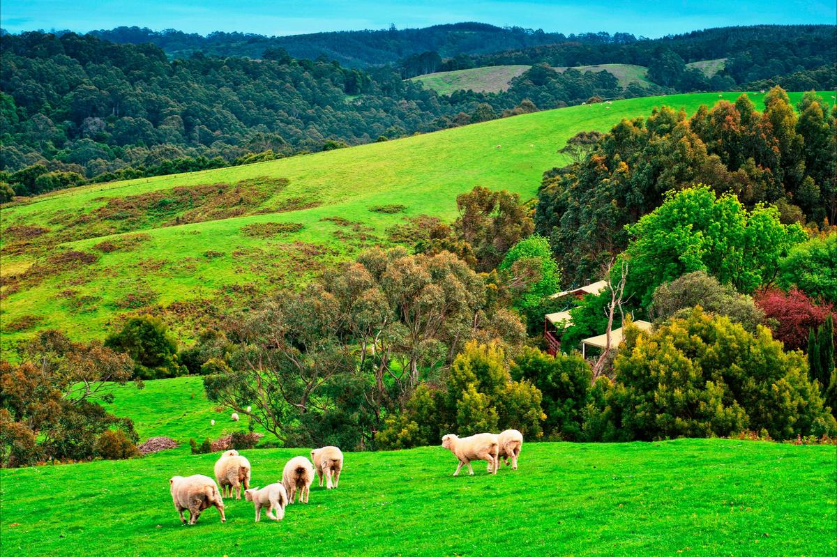 Johanna River Farm and Self Contained Cottages