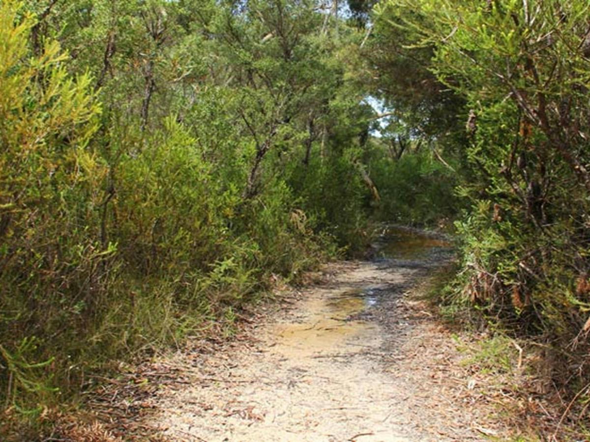 Along the track, Maddens Falls walk, Dharawal National Park. Photo: John Yurasek &copy; OEH