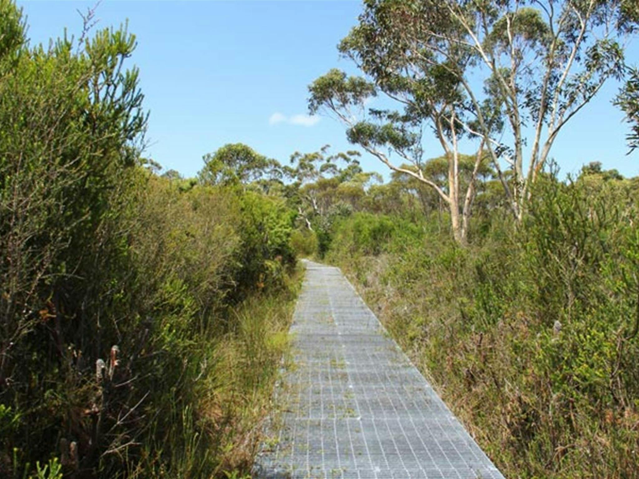 Maddens Falls walk, Dharawal National Park. Photo: John Yurasek &copy; OEH