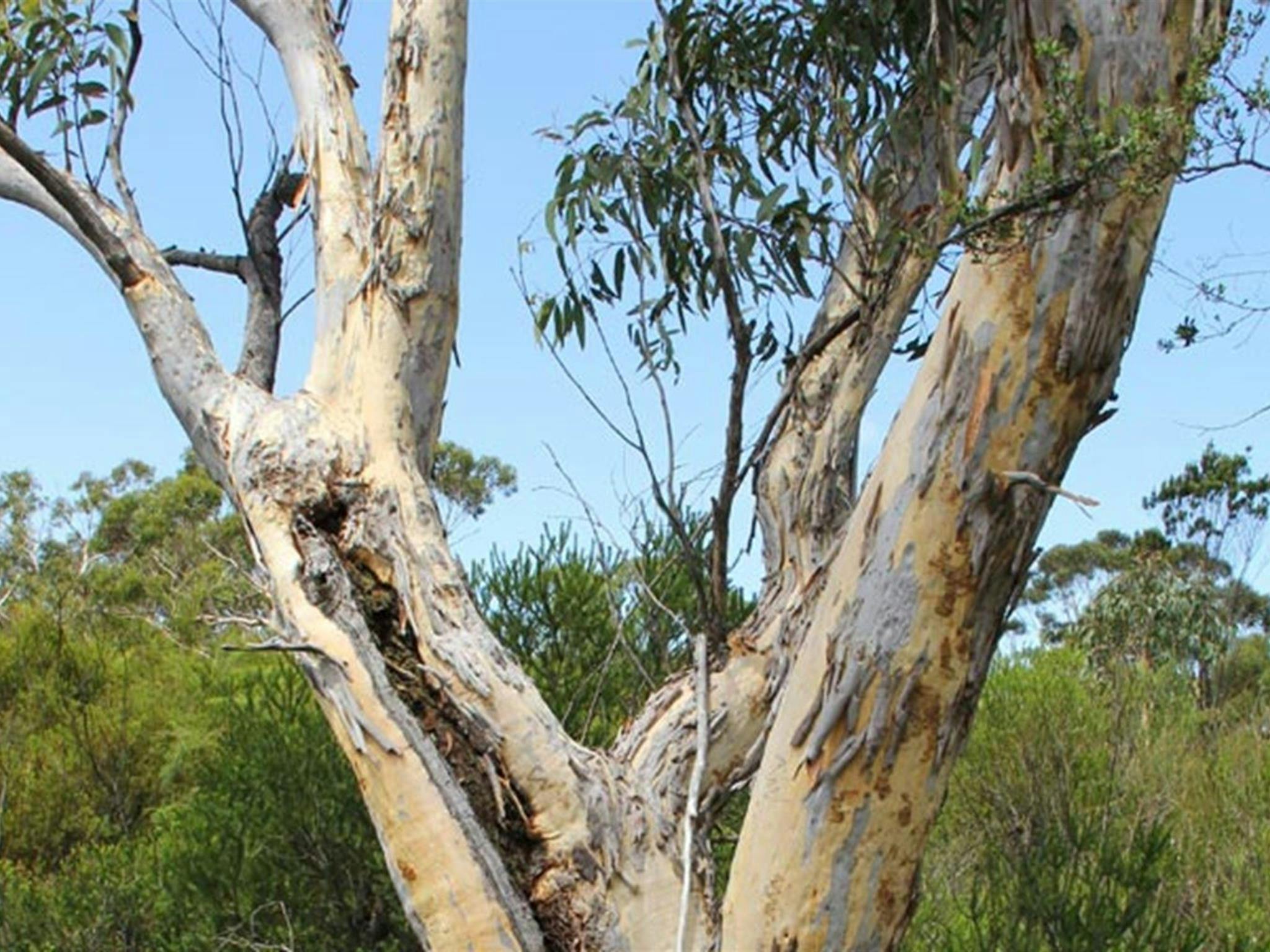 Gum tree. Photo: John Yurasek &copy; OEH