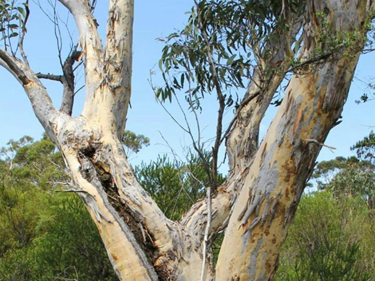 Gum tree. Photo: John Yurasek &copy; OEH