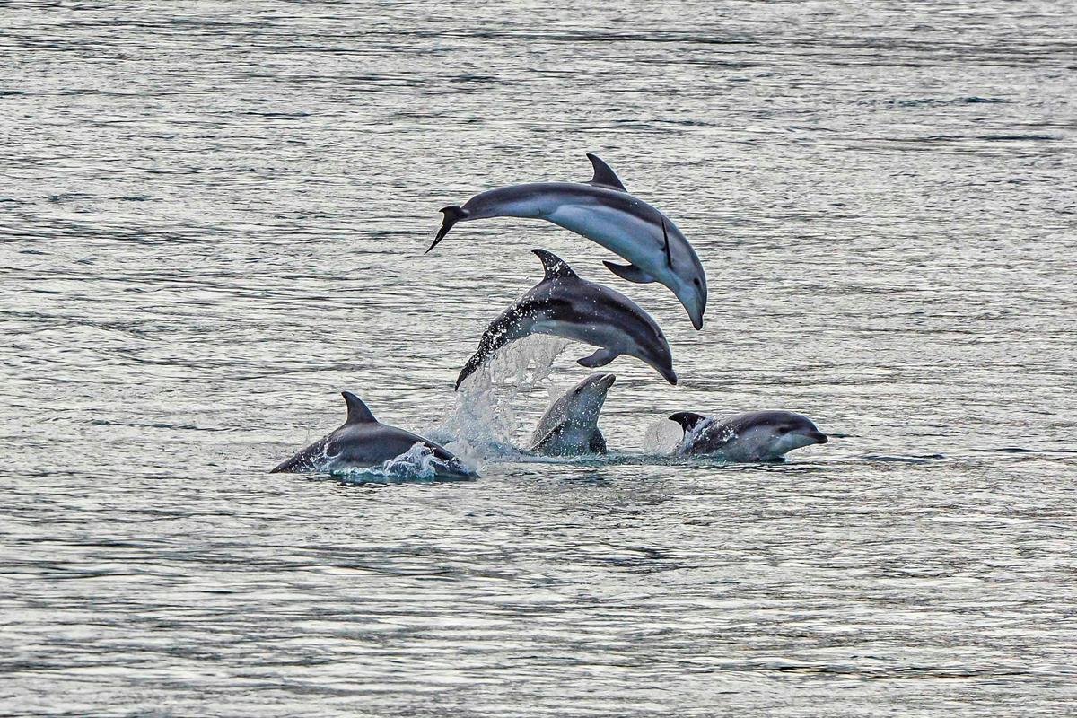 Burrunan Dolphins at Lakes Entrance.