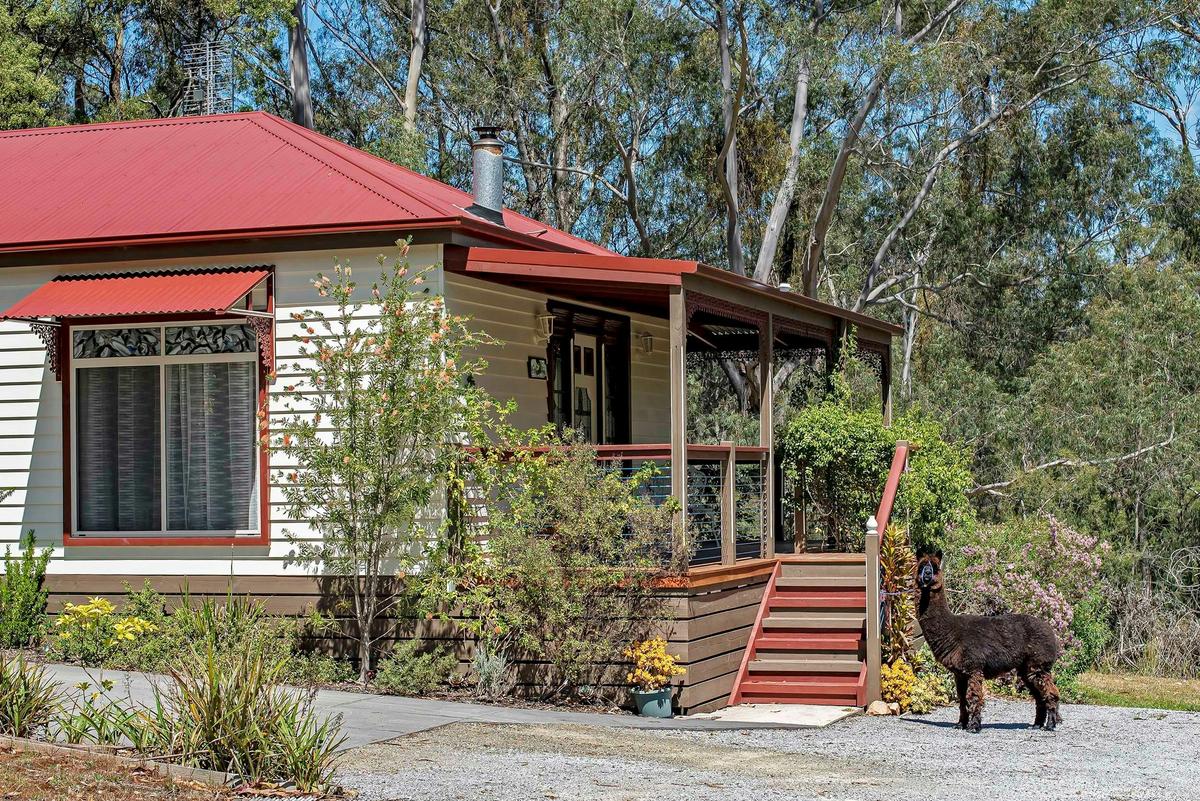 Alpaca at Dianella Cottage