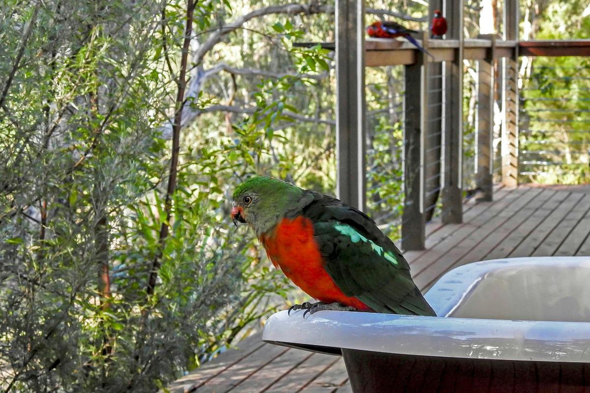 King Parrot resting on the bath at Dianella Cottage.