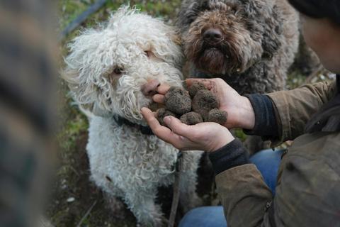 Flinders Truffles