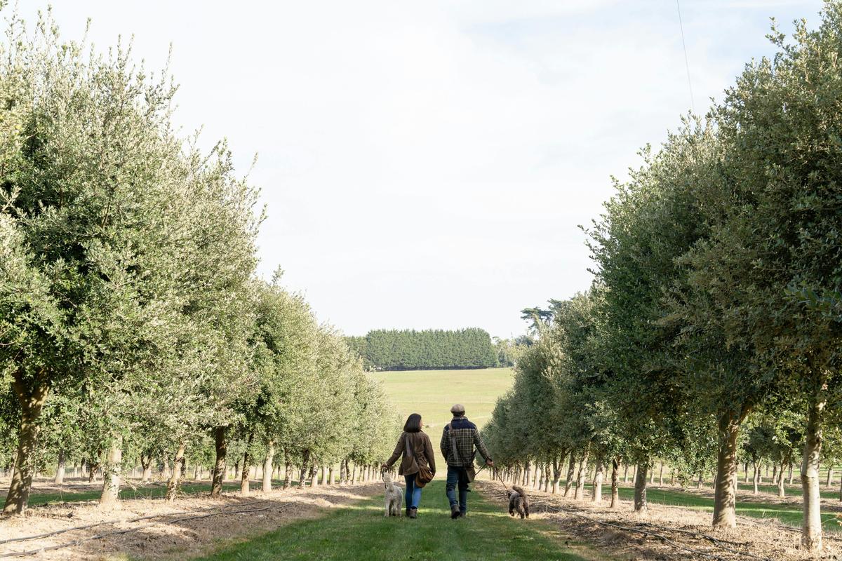 Wander the oaks on a boutique truffle hunt at Flinders Truffles, Mornington Peninsula