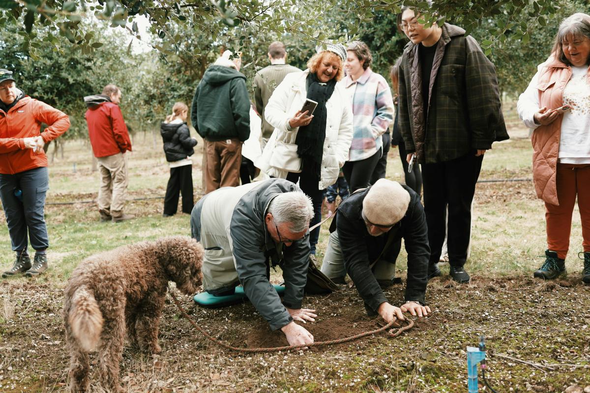 discover the magic of truffle hunting on the Mornington Peninsula