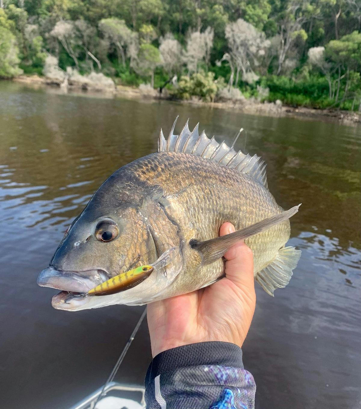 Mallacoota Bream