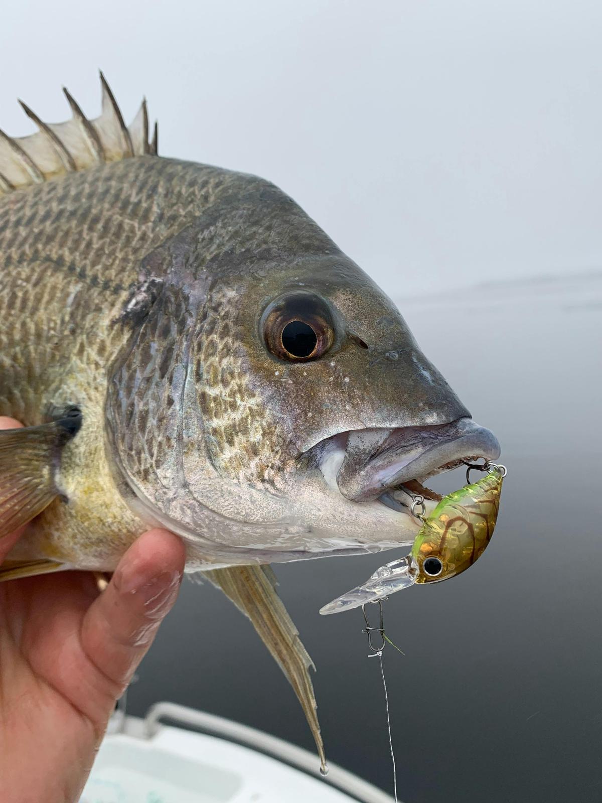 Mallacoota Bream