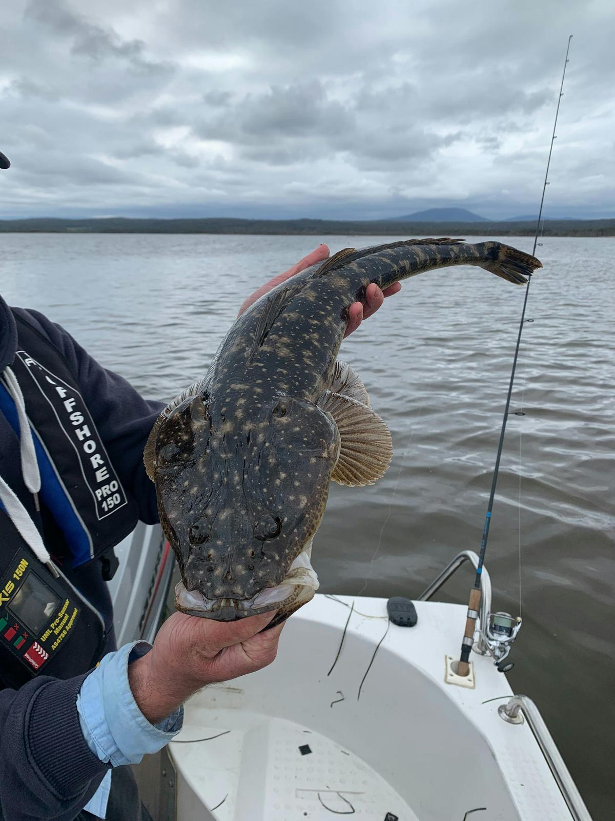 Dusky Flathead