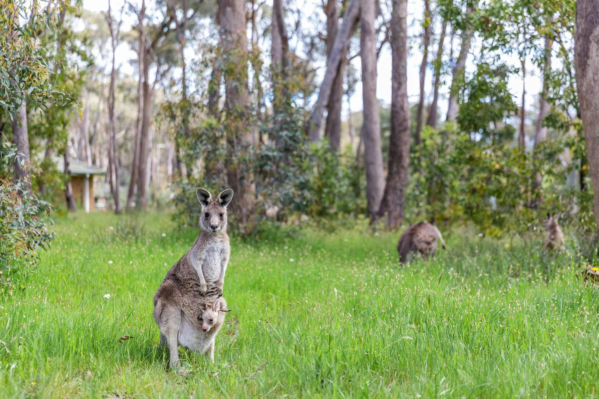 Kangaroos