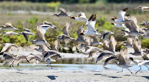 Australasian Shorebird Conference