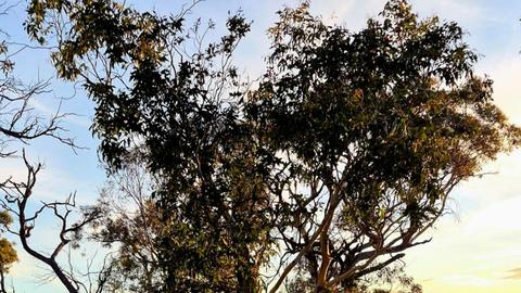 Ironpot Farmstay, Jindabyne