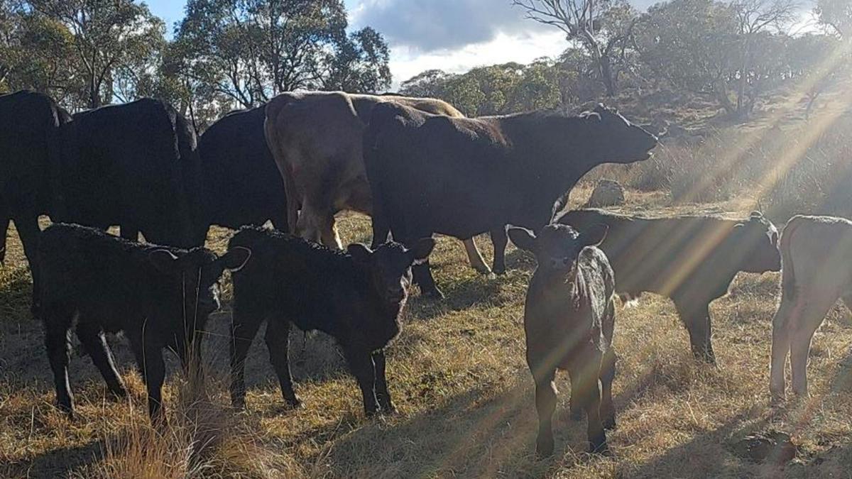 Ironpot Farmstay, Jindabyne