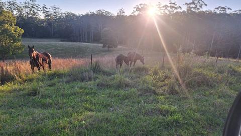 Buffalo Farm