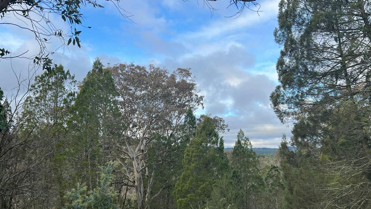 Bush Rest for Canberra Adventure
