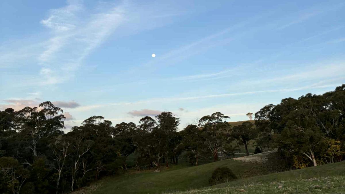 Honeysuckle  Camping